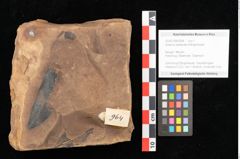 Foto (Objekt + Etikett) von Quercus palaeoilex Ettingshausen (NHMW-GEO-2024-0188-0964)